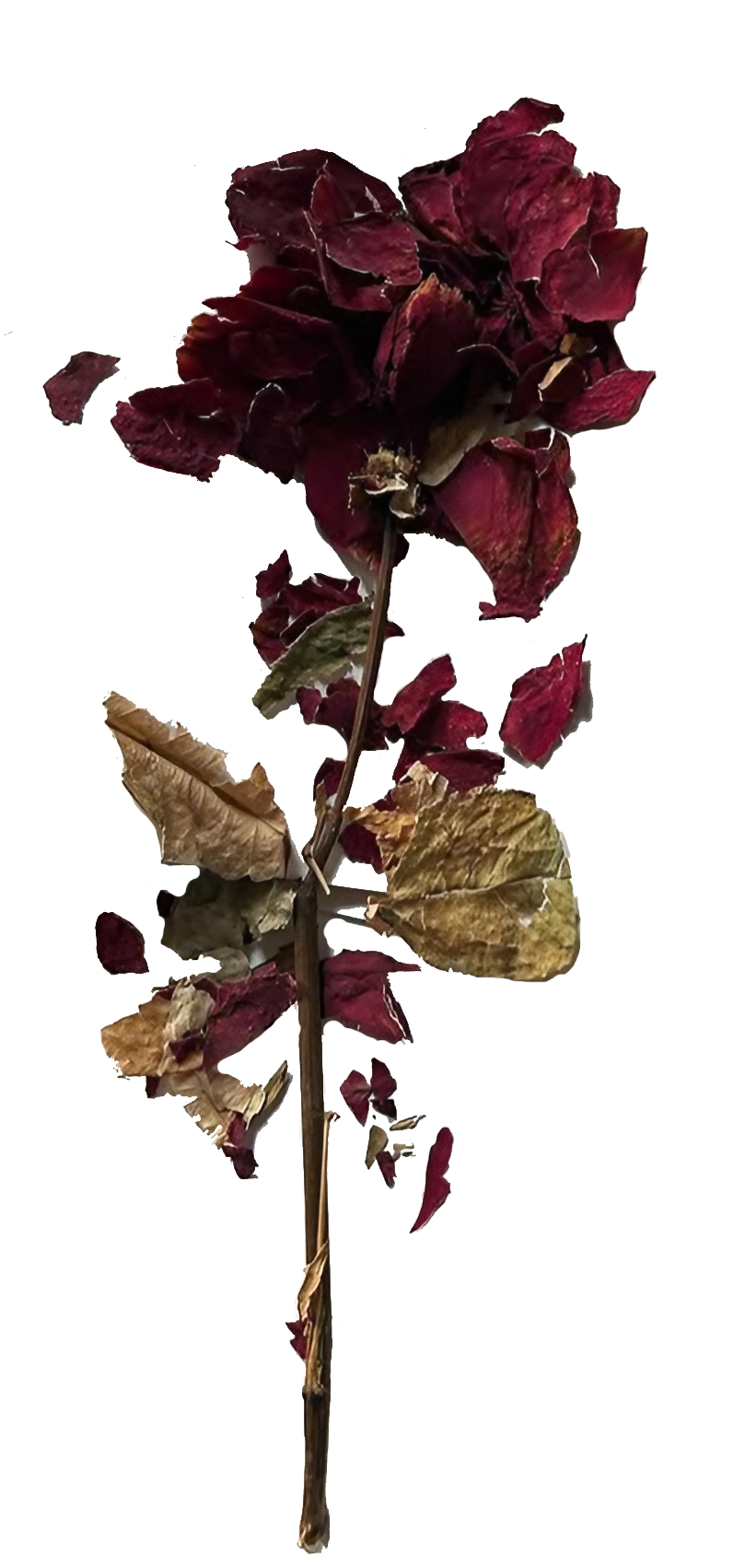 Dried Rose Stem